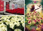 Lazzeri: Poinsettia Collection 2025 e Trials in Olanda