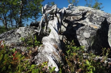 Cercano informazioni sui cambiamenti climatici, scoprono la pianta più vecchia d'Europa