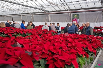 Il richiamo delle Stelle di Natale Lazzeri, dai Poinsettia Trials in Olanda all’Open Day in Italia Il richiamo delle Stelle di Natale Lazzeri, dai Poinsettia Trials in Olanda all’Open Day in Italia