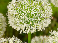Allium jesdianum ‘White Empress’ [Foto: F-Action]