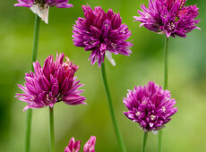 Allium heldreichii [Foto: F-Studio]