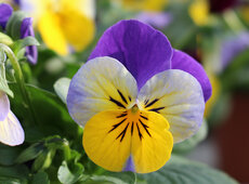 Viola ‘Sorbet XP Yellow Frost’, novità Planta 2016