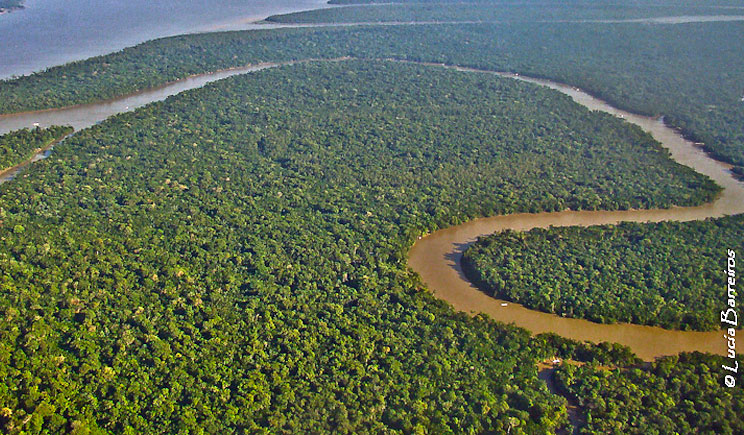 amazzonia foresta piante