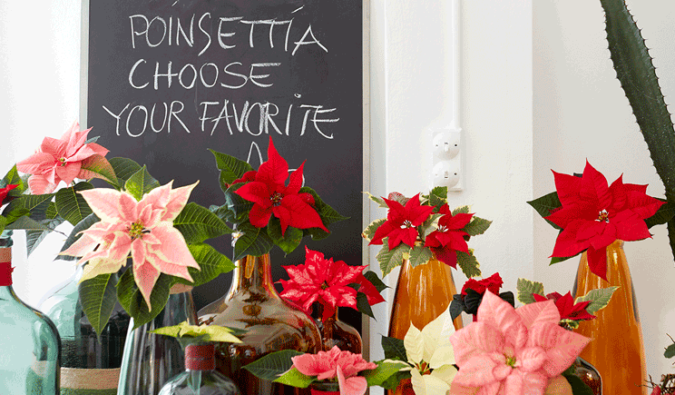 stars for europe choose your favourite poinsettia