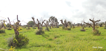 xylella