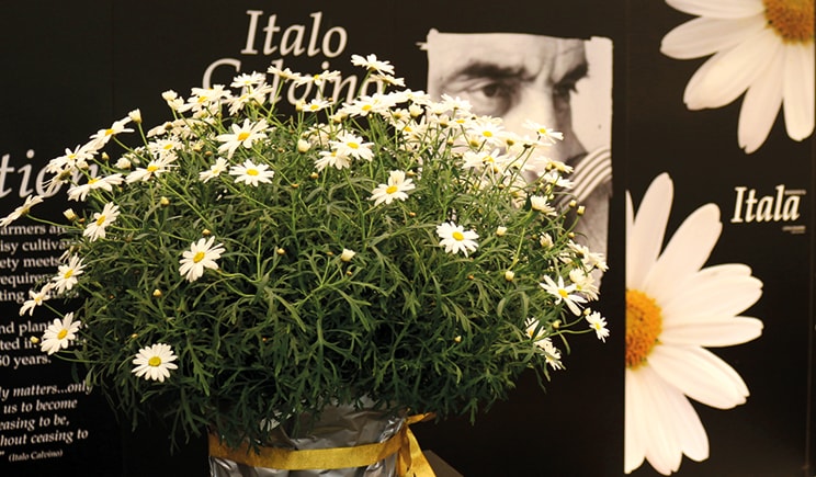 margherita itala foto copyright il floricultore agrital editrice min