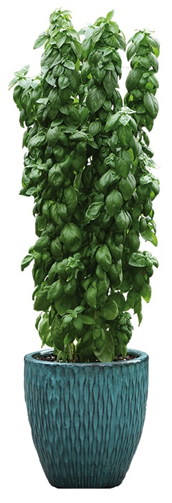 FlowerTrials 2019 05 Basil Everleaf Emerald Tower PanAmerican Seed Foto copyright Il Floricultore Agrital Editrice min