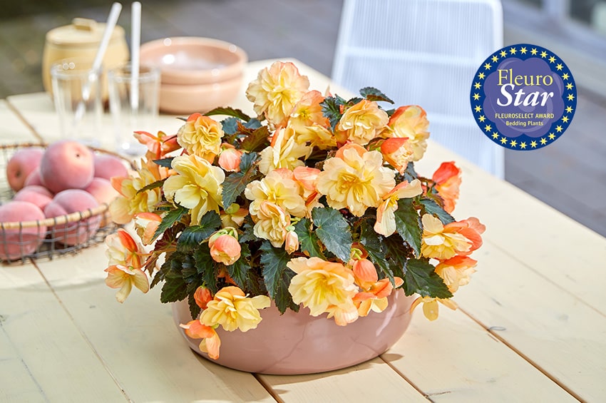 fleurostar Begonia ICONIA Aroma Peach Duemmen Orange min