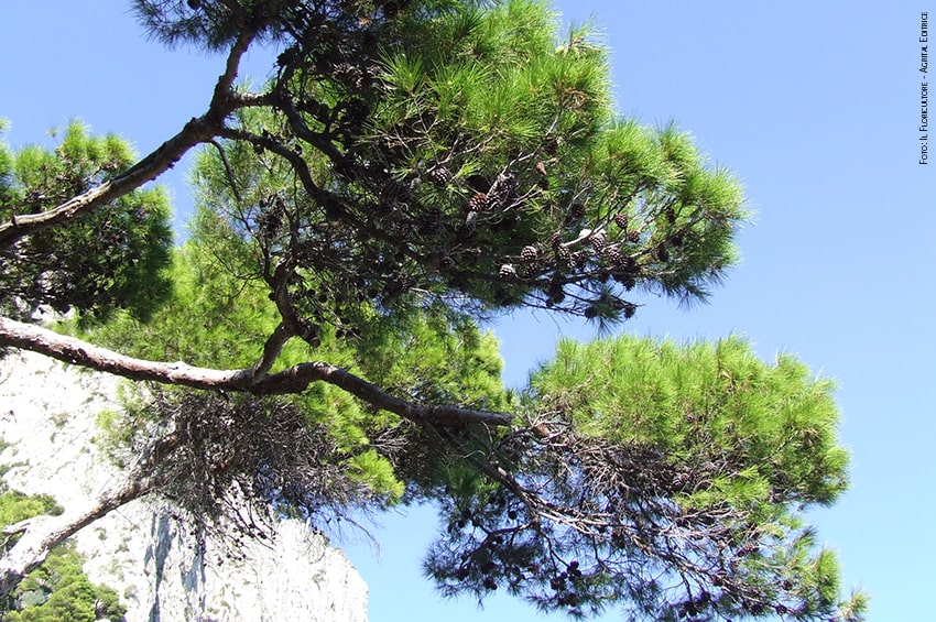pino marittimo Pinus pinaster foto copyright Il Floricultore Agrital Editrice min