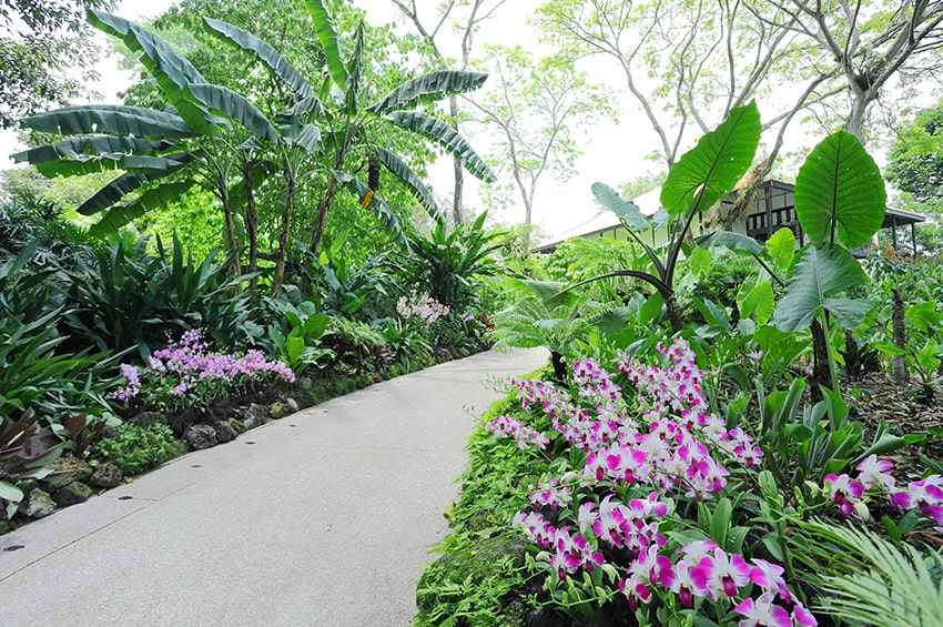 gp Singapore National Orchid Garden 2 min