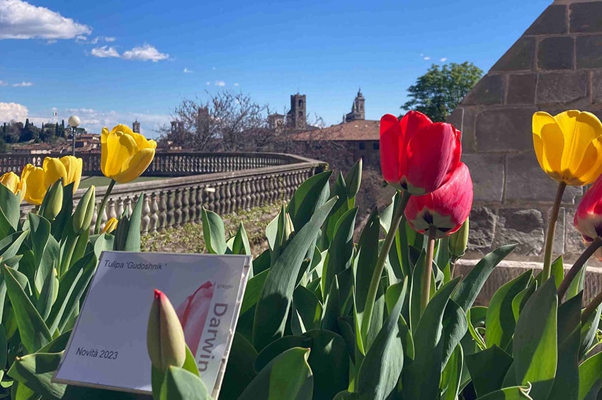 gp orti botanici lombardia Tulipani Bergamo min