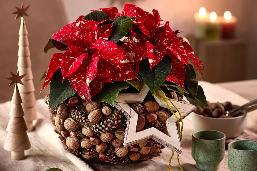 af 2024 Poinsettia Cosy Cottage Charm min