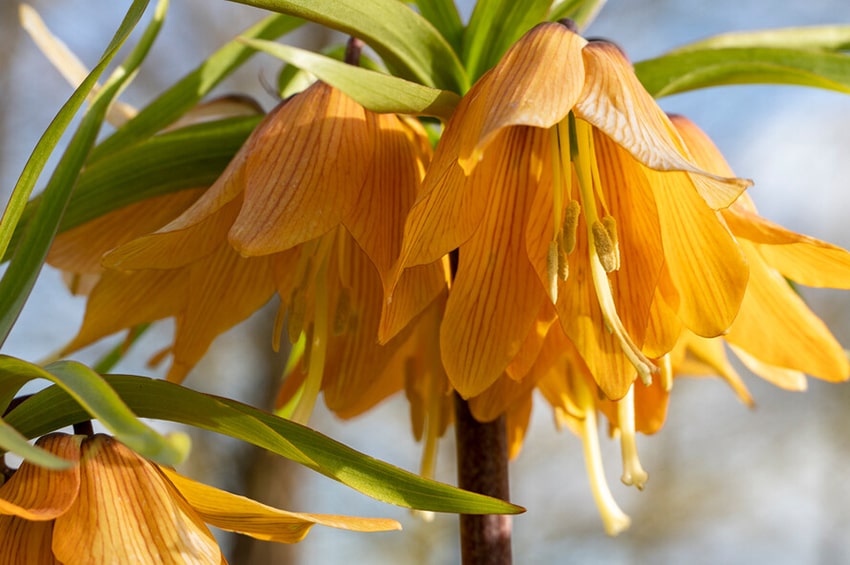 tb bulbo anno 2024 fritillaria Fritillaria Striped Beauty Yellow foto Ibulb 02 min