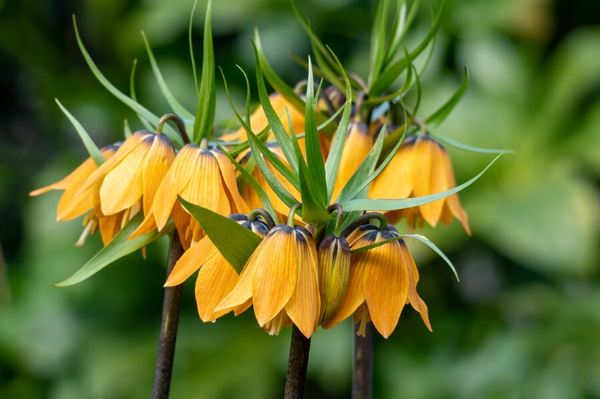 tb bulbo anno 2024 fritillaria MR Crown imperial Fritillaria Orange Flame Orange foto Ibulb 03 min