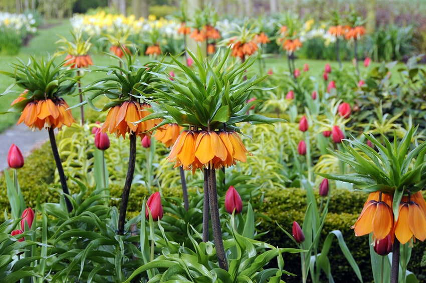 tb bulbo anno 2024 fritillaria MR Crown imperial Fritillaria Premier foto Ibulb 04 min