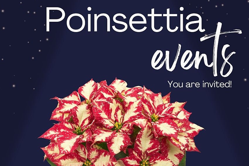 ap Lazzeri Poinsettie 2025 min