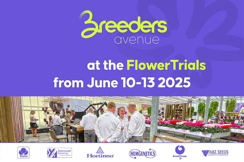 ap flowertrials 2025 BreedersAvenue min