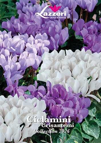 ap lazzeri catalogo ciclamini min