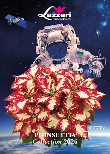 ap lazzeri catalogo poinsettia copertina min