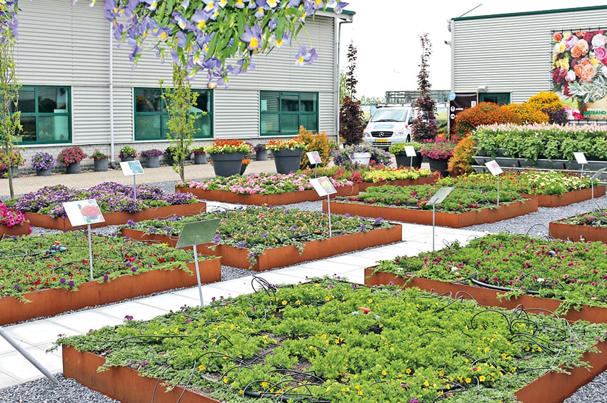 ap suntory flowers europe sede min