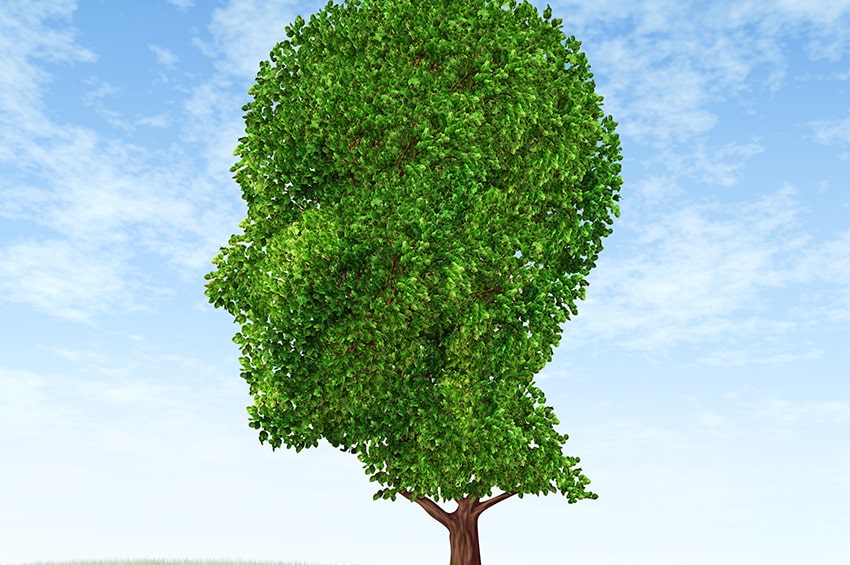 bp aib 07 albero testa min