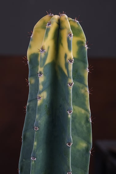 cactusmania Cereus hildemannianus variegato Bruno min