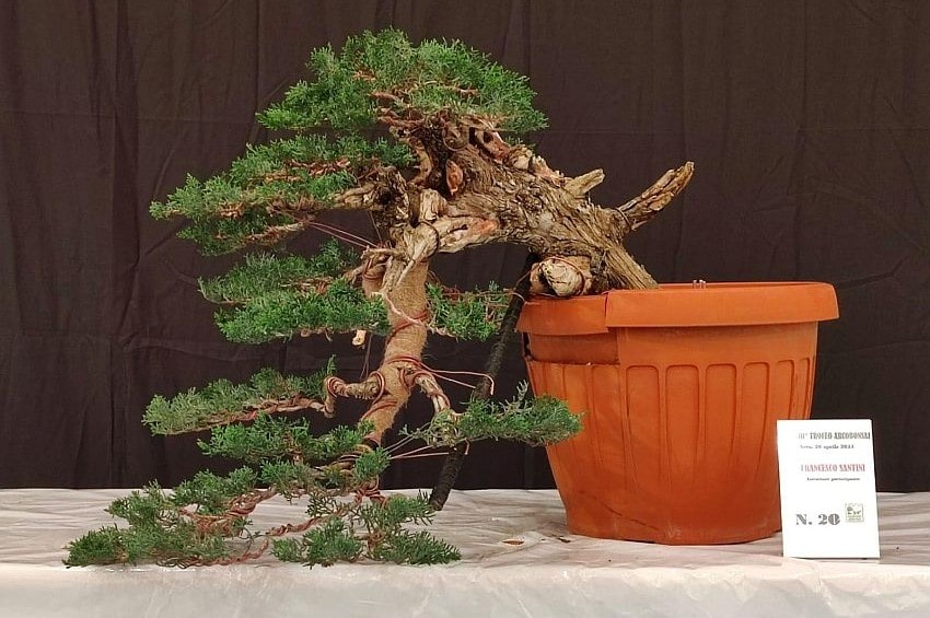 fn Arcobonsai25 Cupressus min
