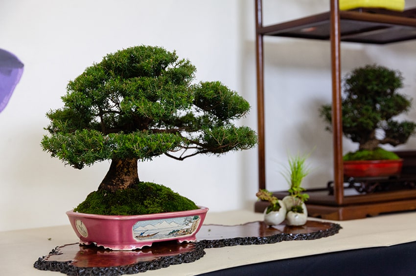 fn app FESTIVAL SHOHIN CRESPI BONSAI min