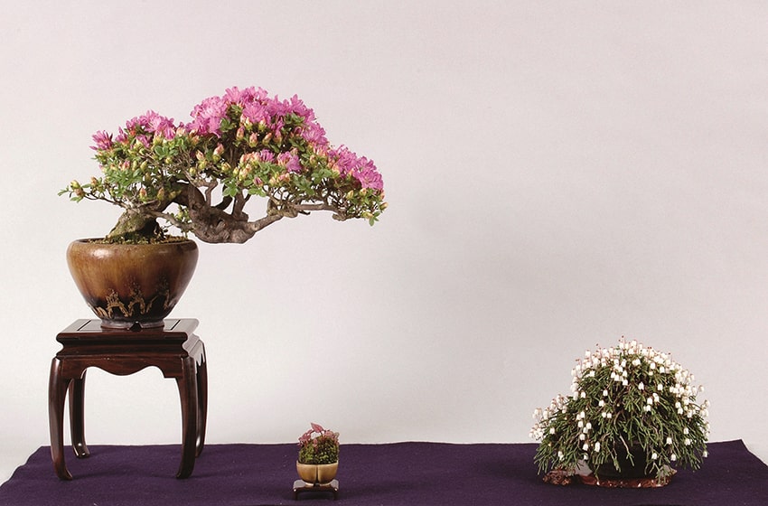 fn bonsai Satsuki Bonsai Festival Azalea composizione Crespi Bonsai min