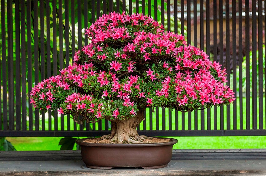 fn bonsai Satsuki Bonsai Festival Azalea composizione Crespi Bonsai cover min