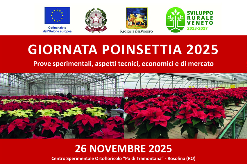 fn giornata poinsettie 2025 min