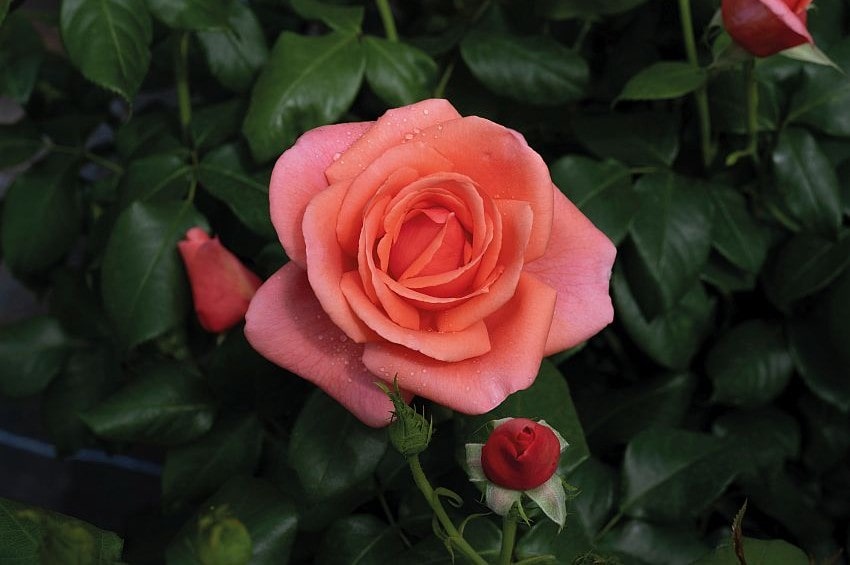 gp CatherinesRose Harkness min