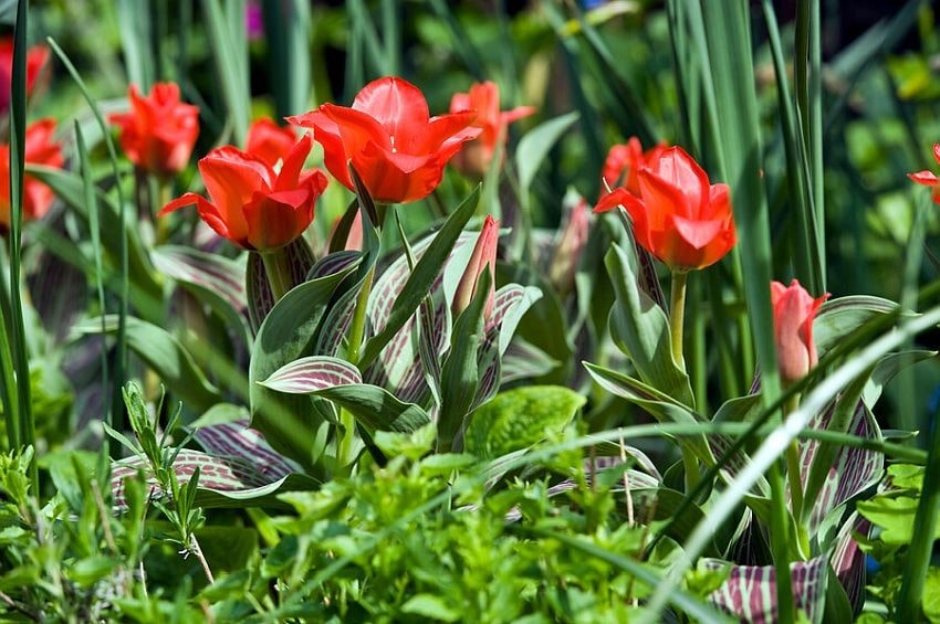 tb Tulip Red Riding Hood iBulb min