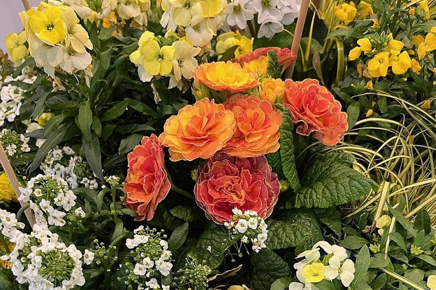 ap Psenner IPM26 2 min