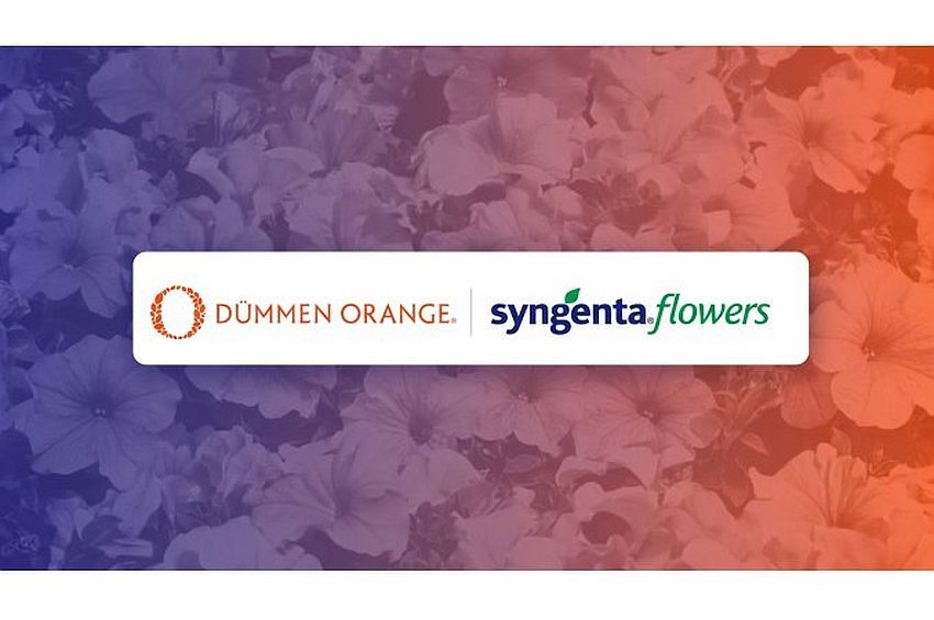 ap Syngenta Dummen min