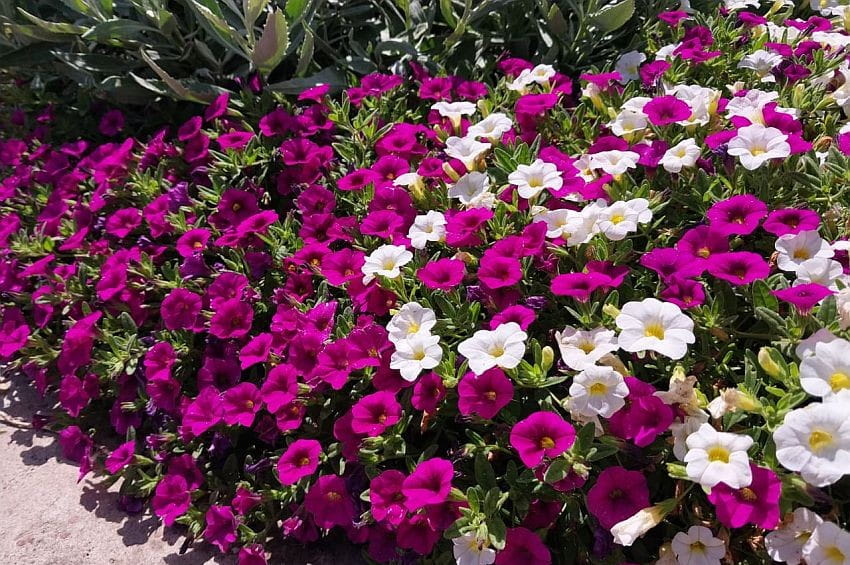 fn Calibrachoa mix INTA Argentina min