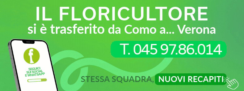 BANNER TRASFERIMENTO