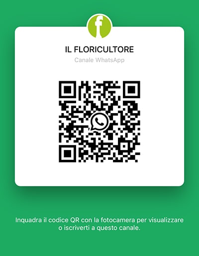 whatsapp banner min