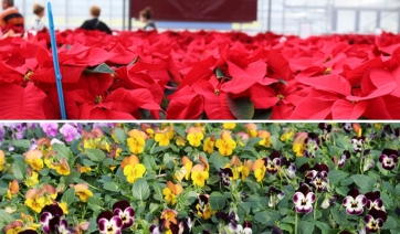 1° dicembre: invito Porte Aperte Psenner e Planta a Caldaro (BZ)