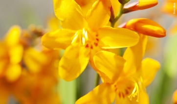 CROCOSMIA, il Bulbo estivo dell&#039;Anno 2019