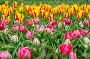 Primavera 2026: al Parco Giardino Sigurt&agrave; torna Tulipanomania