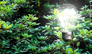 Tree power: ora l’elettricità arriva dalle piante