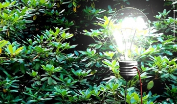Tree power: ora l’elettricità arriva dalle piante