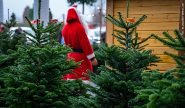 Mini-guida per scegliere l’albero di Natale (naturale, locale, ecosostenibile)