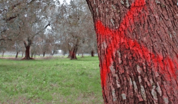 UE: Xylella e specie esotiche invasive, ultimi aggiornamenti