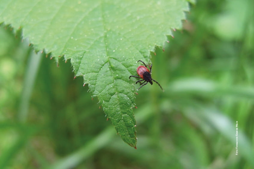 Zecche, niente panico ma meglio saperne di più