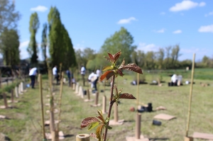 KilometroVerdeParma: procede a pieno ritmo la messa a dimora di alberi