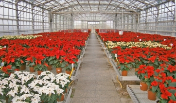 POINSETTIE: pubblicate le schede varietali del Centro “Po di Tramontana”