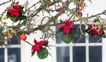 Poinsettia: albero di Natale &quot;volante&quot; con il Kokedama