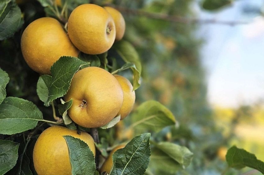 Dorata come il sole, fresca come la rugiada: UniBo presenta una nuova varietà di mela